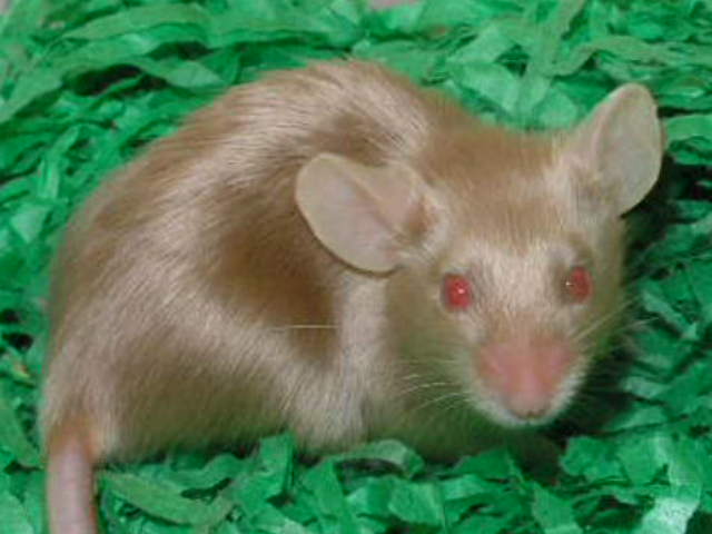 Snímek 015.jpg